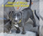 Small #6 American Pit Bull Terrier