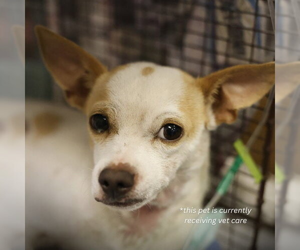 Medium Photo #1 Chihuahua-Unknown Mix Puppy For Sale in San Antonio, TX, USA
