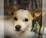 Small Chihuahua Mix