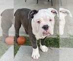 Small Photo #3 Olde English Bulldogge Puppy For Sale in LA HABRA, CA, USA