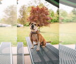 Small #6 American Staffordshire Terrier