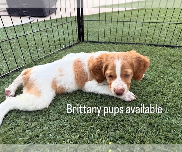 Medium Photo #6 Brittany Puppy For Sale in MORENO VALLEY, CA, USA