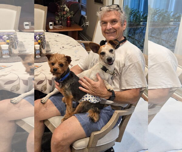 Medium Photo #11 Jackshund Puppy For Sale in Oakhurst, NJ, USA