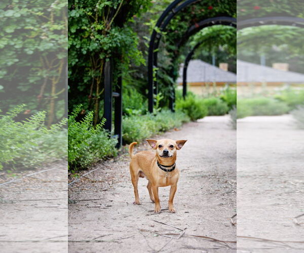 Medium Photo #3 Chihuahua Puppy For Sale in Sandy, UT, USA