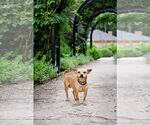 Small #2 Chihuahua