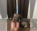 Small Photo #5 American Pit Bull Terrier Puppy For Sale in RICHMOND, VA, USA