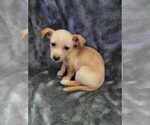 Small Photo #2 Chiweenie Puppy For Sale in PINSON, AL, USA