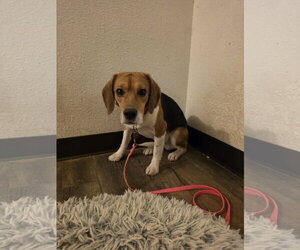 Rook - Male Beagle Dog for Adoption - Photo #9