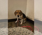 Small #8 Beagle