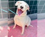 Small Photo #4 Dogo Argentino Puppy For Sale in Rancho Cucamonga, CA, USA