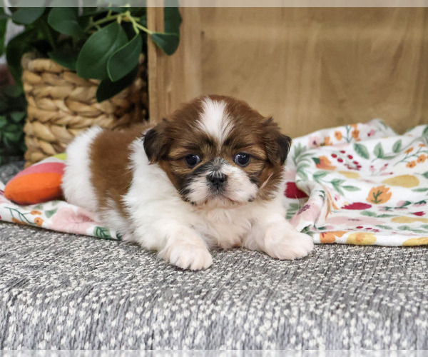Medium Photo #3 Shih Tzu Puppy For Sale in SYRACUSE, IN, USA