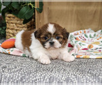 Small #2 Shih Tzu