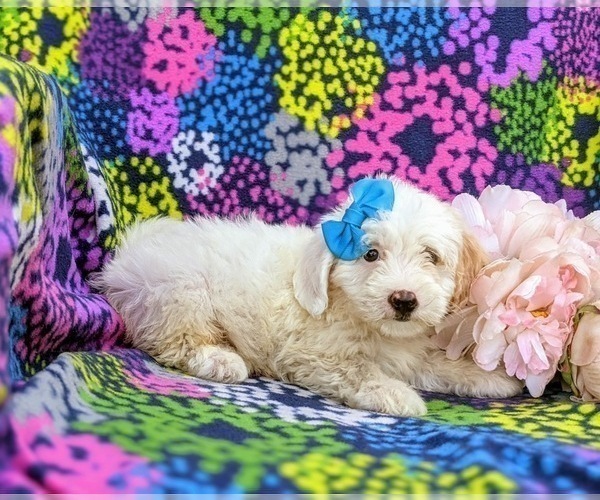 Medium Photo #3 Lhasa-Poo Puppy For Sale in LINCOLN UNIVERSITY, PA, USA