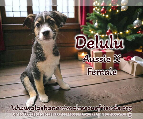 Medium Photo #5 Australian Shepherd-Unknown Mix Puppy For Sale in Anchorage, AK, USA