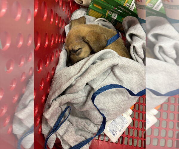 Medium Photo #4 Shepradors Puppy For Sale in Brewster, NY, USA