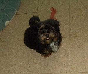 Shorkie Tzu Puppy for sale in PATERSON, NJ, USA