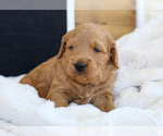Small Photo #5 Goldendoodle (Miniature) Puppy For Sale in FARR WEST, UT, USA