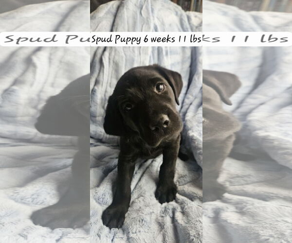 Medium Photo #2 Labrador Retriever Puppy For Sale in Sandy, UT, USA