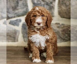 Goldendoodle Puppy for sale in RONKS, PA, USA