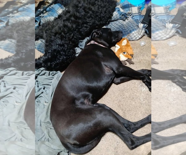 Medium Photo #7 Labrador Retriever-Unknown Mix Puppy For Sale in Minneapolis, MN, USA