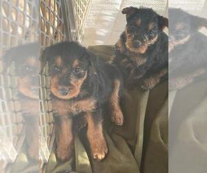 Morkie Puppy for sale in TIPP CITY, OH, USA