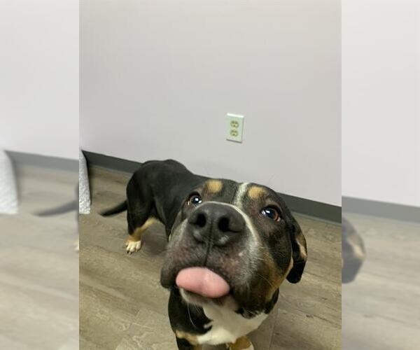 Medium Photo #1 American Bulldog Puppy For Sale in London, Ontario, Canada