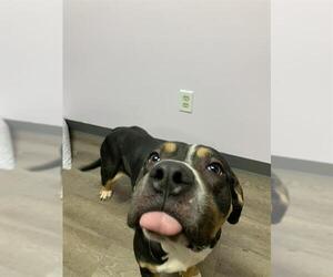 American Bulldog Dogs for adoption in London, Ontario, Canada