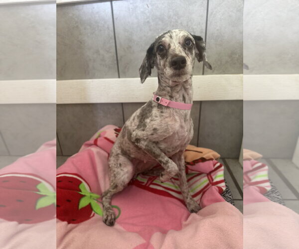 Medium Photo #4 Poodle (Miniature) Puppy For Sale in Pacolet, SC, USA