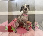Small #3 Poodle (Miniature)