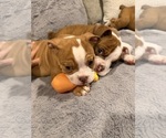Lilac - Male Olde English Bulldogge Puppy for Sale - Photo #3