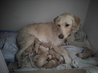 Mother of the Labradoodle puppies born on 05/06/2017