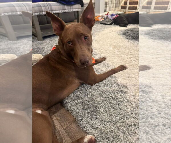 Medium Photo #7 Australian Kelpie-Unknown Mix Puppy For Sale in Westminster, MD, USA