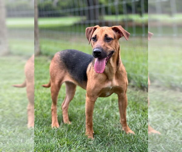 Medium Photo #2 Mutt Puppy For Sale in West Palm Beach, FL, USA