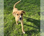 Small #3 Mutt