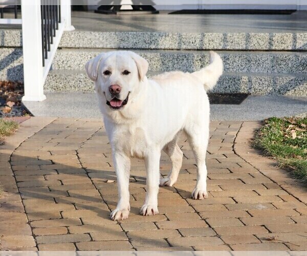 Medium Photo #1 Labrador Retriever Puppy For Sale in SYRACUSE, IN, USA