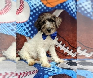 Jack-A-Poo Puppy for sale in COCHRANVILLE, PA, USA