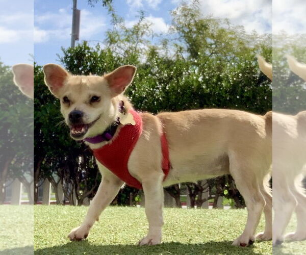 Medium Photo #1 Chihuahua-Unknown Mix Puppy For Sale in Beverly Hills, CA, USA
