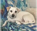 Small #2 Mutt