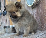 Katie - Female Pomeranian Puppy for Sale - Photo #3