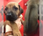 Small Photo #1 Rhodesian Ridgeback Puppy For Sale in LANDRUM, SC, USA