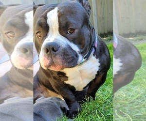 Father of the American Bully puppies born on 05/21/2023