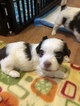Small Photo #2 Havanese Puppy For Sale in TEANECK, NJ, USA