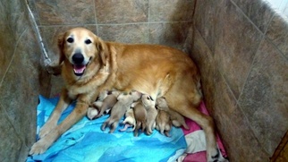 Mother of the Golden Retriever puppies born on 06/09/2017
