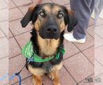Small #5 Rottweiler Mix
