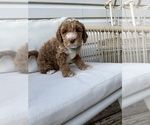 Small Photo #19 Goldendoodle (Miniature) Puppy For Sale in OWENSBORO, KY, USA