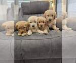 Small #1 Golden Retriever