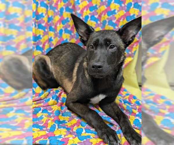 Medium Photo #7 Catahoula Leopard Dog-Unknown Mix Puppy For Sale in Stevens Point, WI, USA