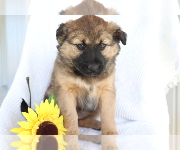 Medium Photo #4 Boxer-Norwegian Elkhound Mix Puppy For Sale in SHILOH, OH, USA