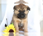 Small Photo #4 Boxer-Norwegian Elkhound Mix Puppy For Sale in SHILOH, OH, USA
