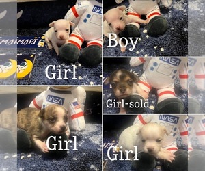 Chihuahua Litter for sale in EDINBORO, PA, USA